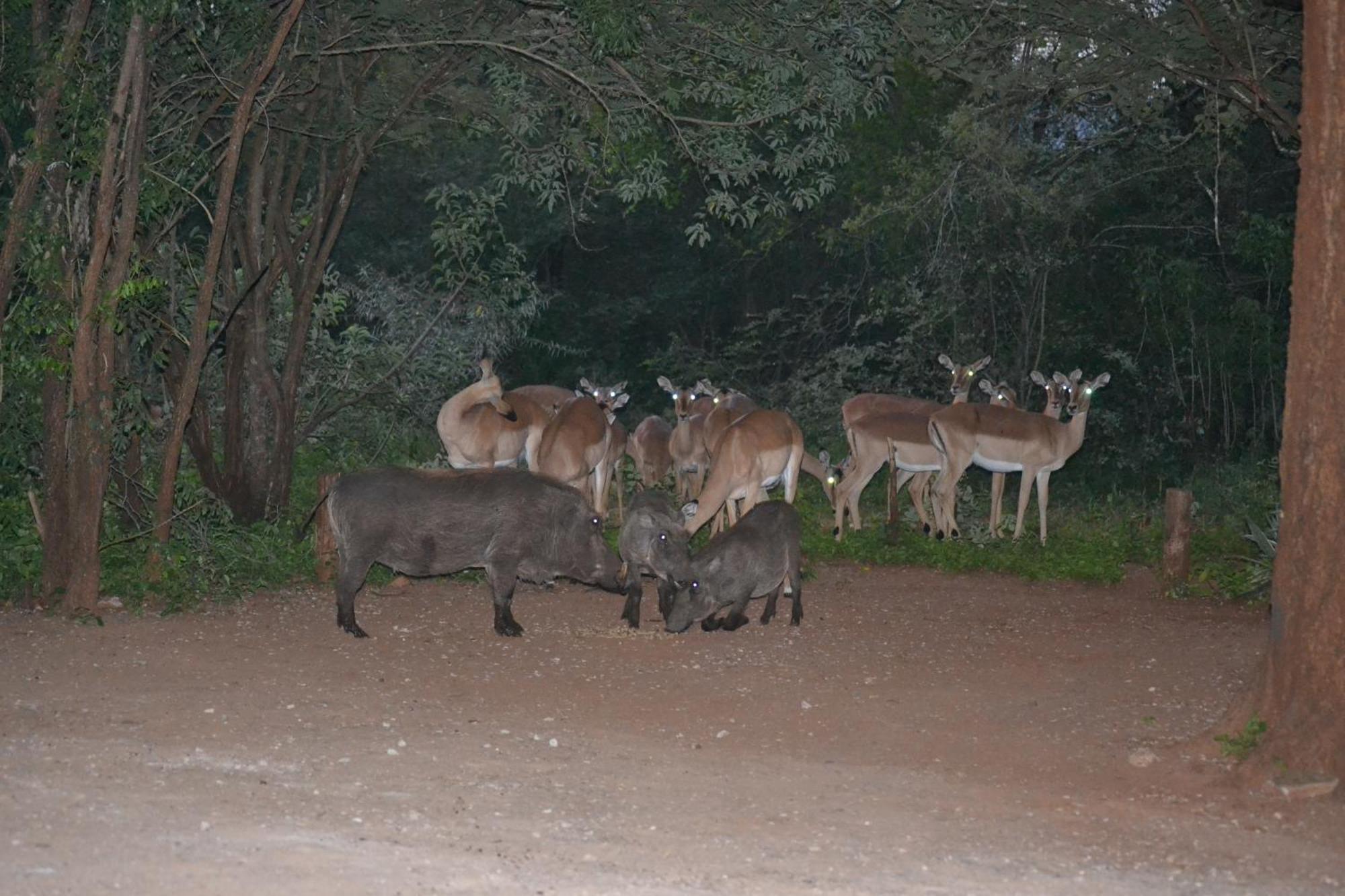 Kiburi Cottage @ Kruger Марлот Парк Екстериор снимка